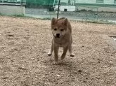 柴犬(標準サイズ)【岡山県・男の子・2024年7月29日・赤】の写真2