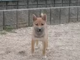 柴犬(標準サイズ)【岡山県・女の子・2024年7月12日・胡麻】の写真4