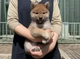 柴犬(標準サイズ)【岡山県・男の子・2024年3月7日・赤】の写真3