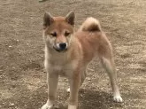 柴犬(標準サイズ)【岡山県・男の子・2023年12月7日・赤】の写真3「2024年1月6日撮影」