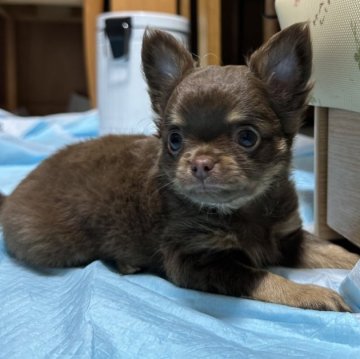 チワワ(ロング)【神奈川県・男の子・2024年6月23日・チョコタン】の写真「とっても綺麗なチョコくん　今の所マイペース❤️」