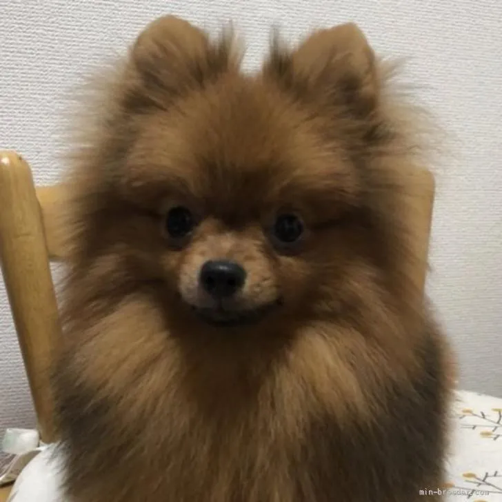 maki 様のお迎えした子犬