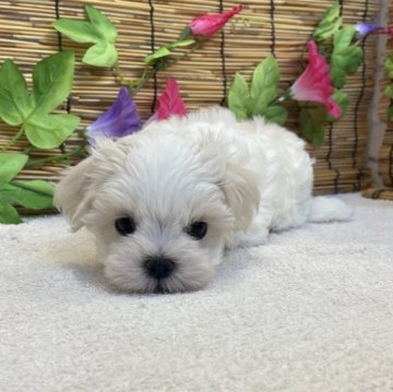 マルチーズ【埼玉県・男の子・2023年7月5日・ホワイト】の写真「ベビーフェイスの王子君💕
まもなく販売終了！」