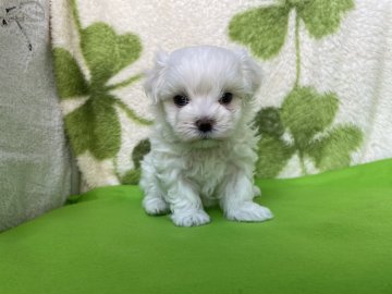 マルチーズ【埼玉県・男の子・2021年3月8日・ホワイト】の写真「フワモコなおっとり僕ちゃん💕」