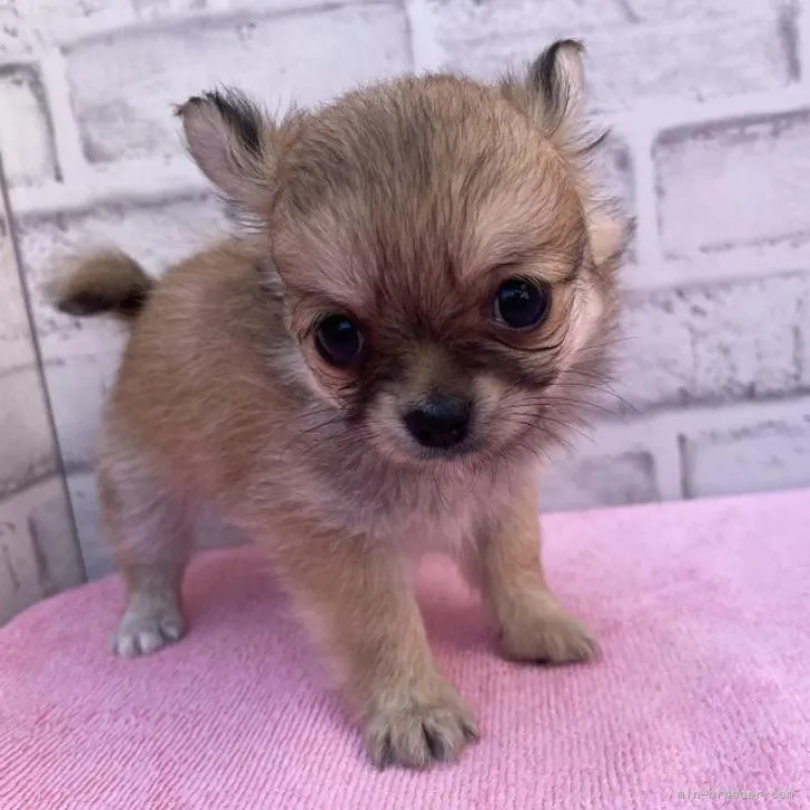 ルナシー 様のお迎えした子犬