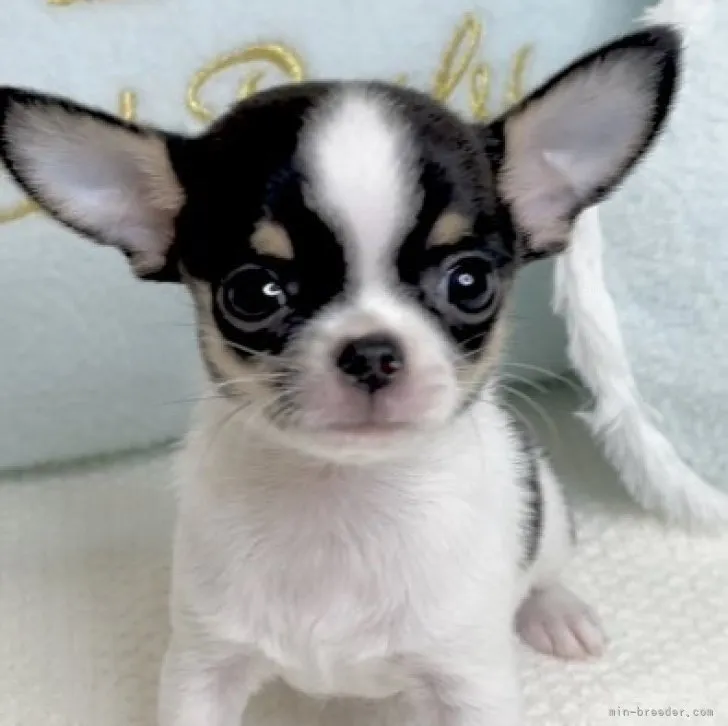 うりぼう 様のお迎えした子犬