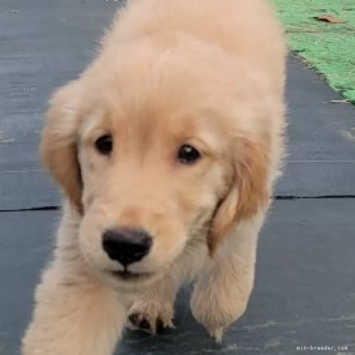 メープル 様のお迎えした子犬