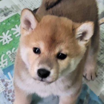 柴犬(標準サイズ)【茨城県・男の子・2023年9月25日・赤】の写真「キリッとしたお顔立ちの男の子👦」