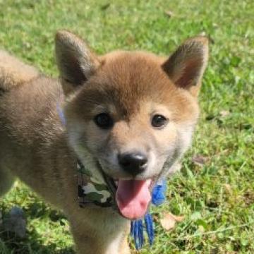 柴犬(標準サイズ)【茨城県・男の子・2022年8月9日・赤】の写真「とても人懐こい男の子です」