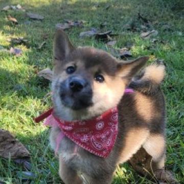 柴犬(標準サイズ)【茨城県・女の子・2022年8月9日・赤】の写真「元気な女の子です」