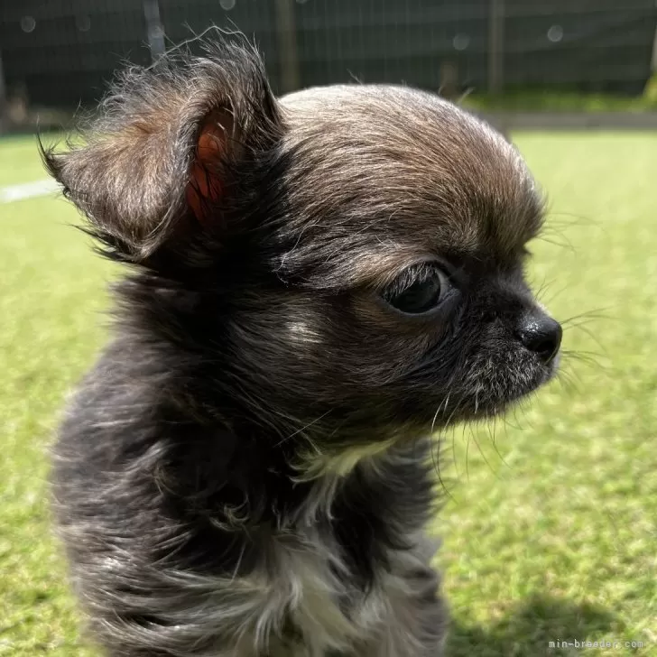 Y.N 様のお迎えした子犬