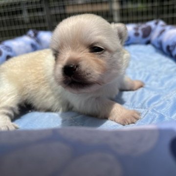 ポメラニアン【茨城県・男の子・2023年6月7日・クリーム】の写真「どんどんかわいくなります！」