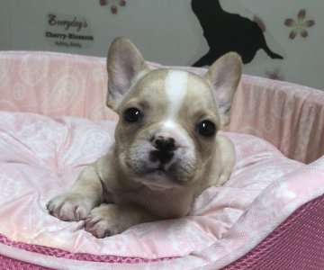 フレンチブルドッグ【茨城県・男の子・2021年7月2日・クリーム】の写真「とってもキュートな顔つき❗️」