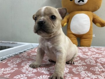 フレンチブルドッグ【茨城県・女の子・2021年7月2日・クリーム】の写真「かわいいかわいい女の子です！！」