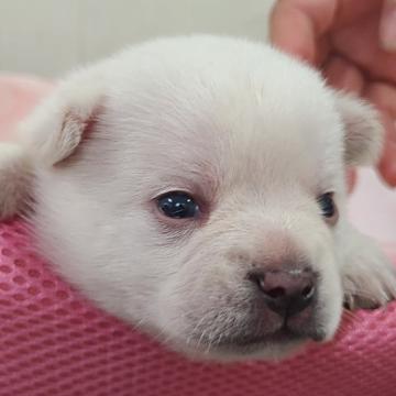 フレンチブルドッグ×ポメラニアン【茨城県・男の子・2022年7月27日・ホワイト】の写真「まるでシロクマのような顔！」