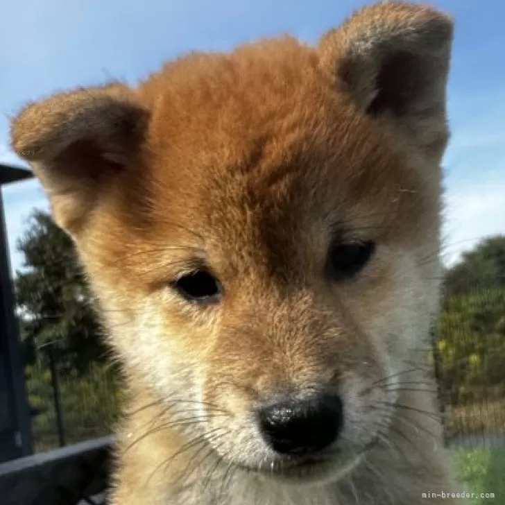 柴犬(標準サイズ)【茨城県・男の子・2024年9月5日・赤】の写真1「とっても甘えん坊❣️」