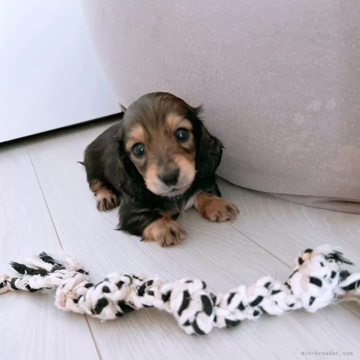 あひる家 様のお迎えした子犬