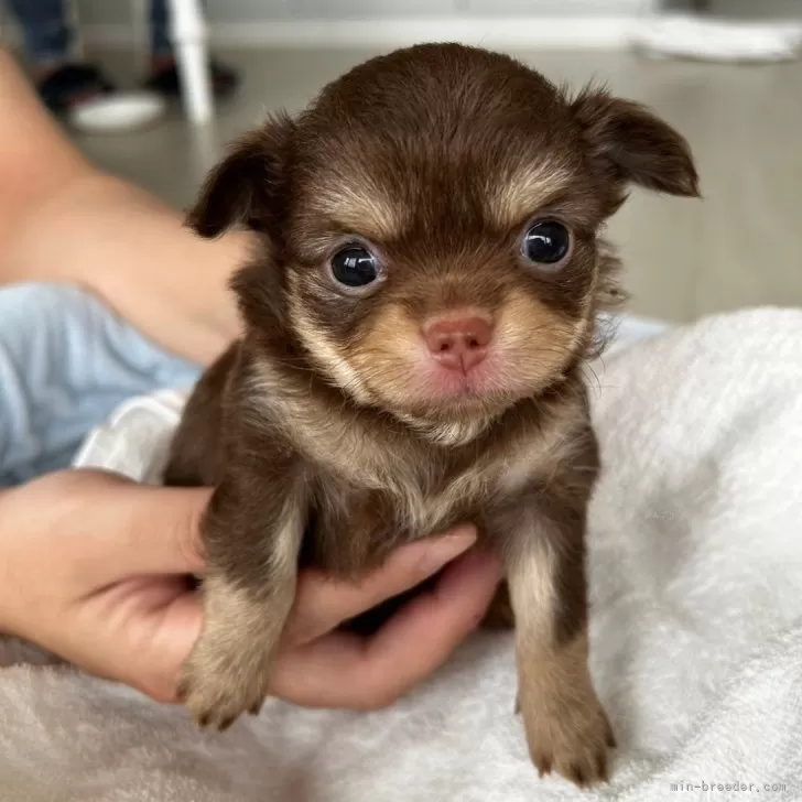 ピンキー 様のお迎えした子犬