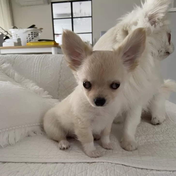 ステラ 様のお迎えした子犬