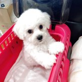 ビションフリーゼ