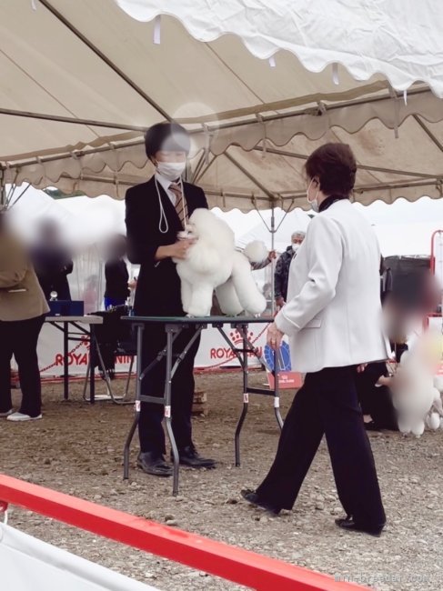 当犬舎自慢のジャスミンちゃん💓今は引退し、当店の看板犬です♡子供たちも当犬舎に残っています♡｜谷村　英樹(たにむら　ひでき)ブリーダー(北海道・ミニチュアダックスフンド(ロング)など・JKC登録)の紹介写真4