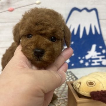 トイプードル(トイ)【北海道・男の子・2022年12月11日・レッドフォーン】の写真「　綺麗なレッドの男の子♪」