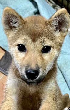 柴犬(豆柴)【福井県・女の子・2021年6月30日・赤】の写真「優しい子。血統書なしだと165000円です！」