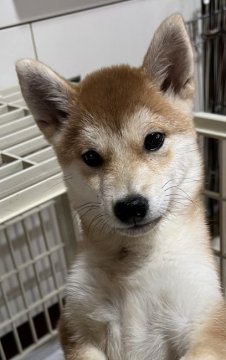 柴犬(豆柴)【福井県・女の子・2021年6月30日・赤】の写真「4ヶ月ですのでお安くなってます。」