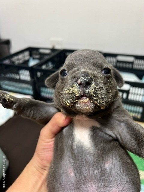 福田隆一ブリーダーのブログ：１月１日生まれ　ラオウ君×アラレちゃんパピー　