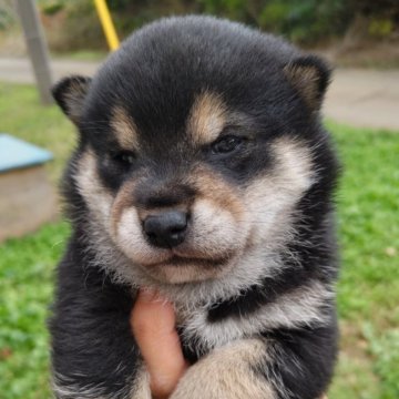 オファー ジョイフル 本田ペットワールドの黒柴子犬