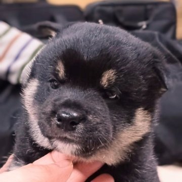 柴犬(標準サイズ)【千葉県・男の子・2024年10月17日・黒】の写真「子グマみたいな可愛い男の子♪」