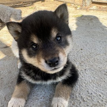 柴犬(標準サイズ)【千葉県・男の子・2024年12月25日・黒】の写真「クリスマスベイビーの黒柴くん♪」