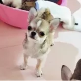 チワワ(スムース)