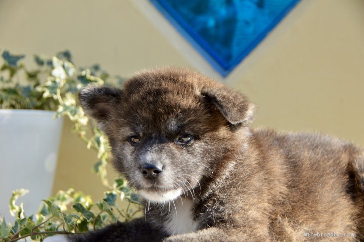 秋田犬 茨城県 女の子 19年8月18日 赤虎 秋の10日間特別キャンペーン みんなのブリーダー 子犬id 1909