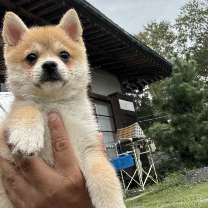 ポメ柴(ポメラニアン×柴犬)【茨城県・男の子・2024年9月2日・赤色】の写真1