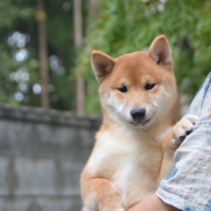 豆柴 茨城県 男の子 22年5月25日 赤 色分け綺麗 体バランス良い みんなのブリーダー 子犬id 2210