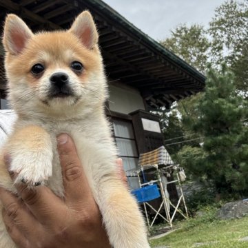 ポメ柴(ポメラニアン×柴犬)【茨城県・男の子・2024年9月2日・赤色】の写真「イケメンな男の子」