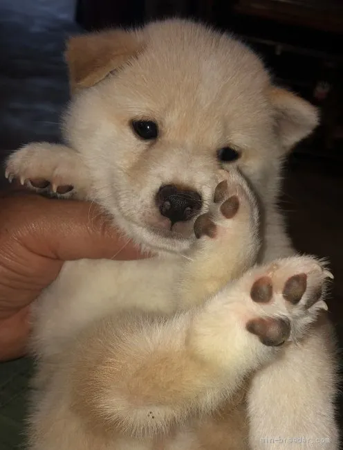 まっつん 様のお迎えした子犬