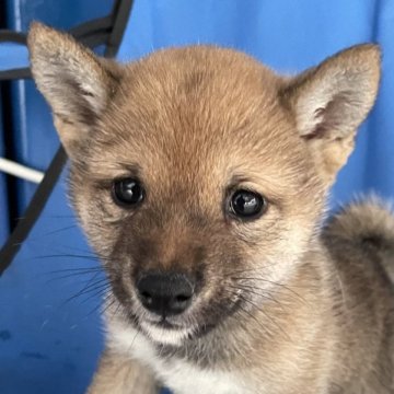 柴犬(豆柴)【大分県・男の子・2022年11月15日・赤】の写真「お母さん似の極小サイズの大人しく男の子」