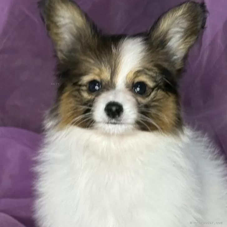 ID:2411-04445の子犬