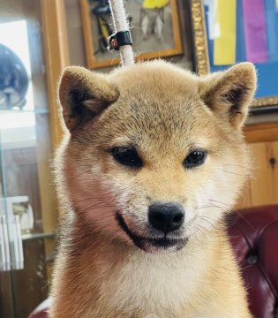 柴犬(標準サイズ)【三重県・男の子・2021年8月19日・赤】の写真「お母さんは世界的に有名な柴犬です」