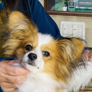 パピヨン【三重県・男の子・2022年6月19日・白茶】の写真「小型の綺麗なマーキングをした子です。」