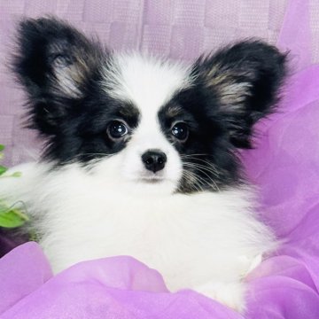 中部・東海のパピヨンの子犬を探す｜ブリーダー直販の子犬販売【みんなのブリーダー】