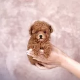 タイニープードル