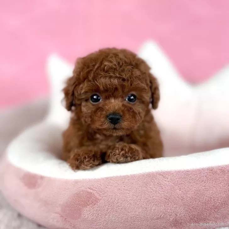 （๑・̑◡・̑๑) 様のお迎えした子犬