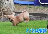 チワワ(スムース)【栃木県・男の子・2023年5月27日・レッド】の写真2「お庭を兄弟犬や成犬たちに負けず駆け回っています！」