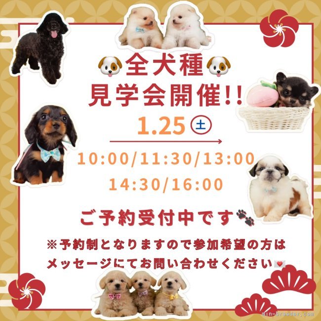 🐶1月25日(土)はワンちゃんの見学会を開催いたします🎉  たくさんのワンちゃんが大集合🥰｜三枝　里有(さえぐさ　りう)ブリーダー(神奈川県・トイプードルなど・JKC登録)の紹介写真1