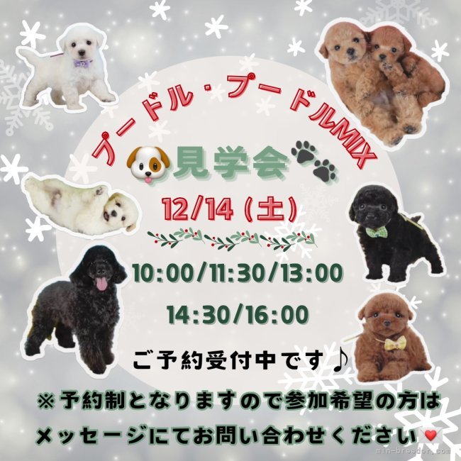 🐶12月14日(土)はワンちゃんの見学会を開催いたします🎉  たくさんのワンちゃんが大集合🥰｜三枝　里有(さえぐさ　りう)ブリーダー(神奈川県・トイプードルなど・JKC登録)の紹介写真1