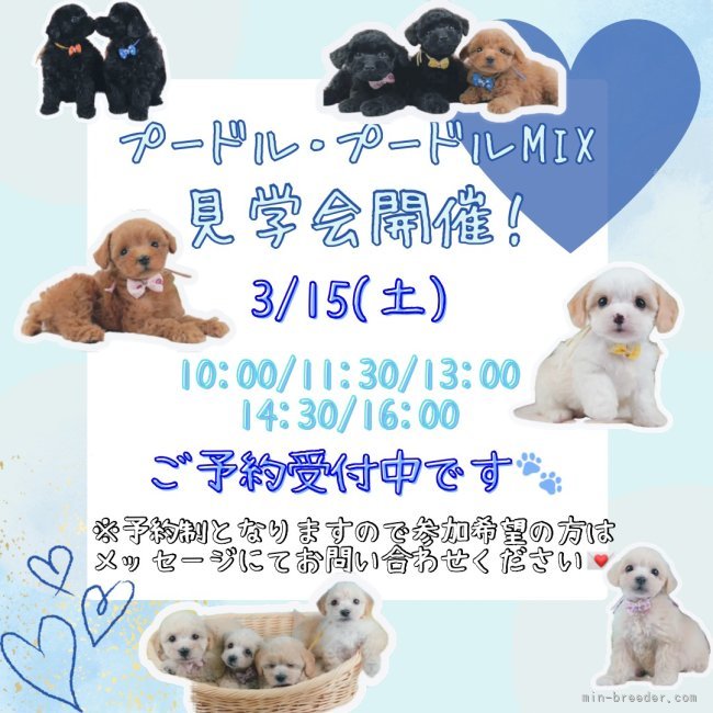 🐶3月15日(土)はワンちゃんの見学会を開催いたします🎉  たくさんのワンちゃんが大集合🥰｜朝比奈　杏奈(あさひな　あんな)ブリーダー(神奈川県・トイプードルなど・JKC登録)の紹介写真1