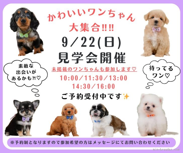 🐶9月22日(日)はワンちゃんの見学会を開催いたします🎉  たくさんのワンちゃんが大集合🥰｜三枝　里有(さえぐさ　りう)ブリーダー(神奈川県・トイプードルなど・JKC登録)の紹介写真1